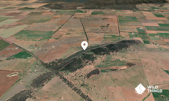 Bribbaree Hills