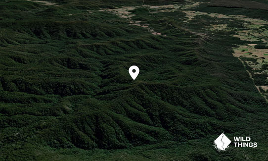 Caledonian Knob