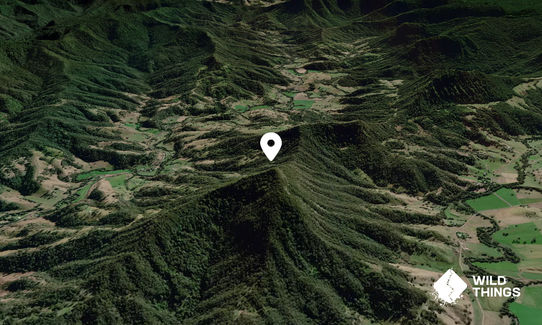 Mount Lion