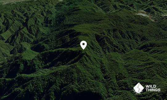 Kaharoa