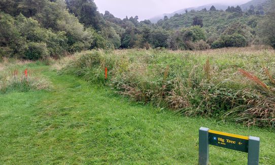 Peel Forest Rounds, Canterbury