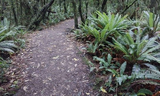 Peel Forest Rounds, Canterbury