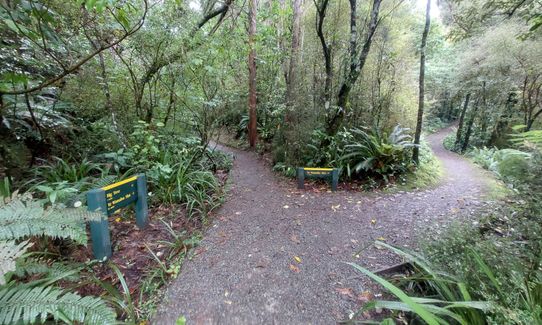 Peel Forest Rounds, Canterbury