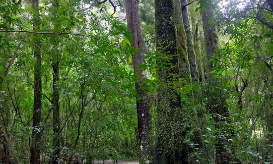 Peel Forest Rounds, Canterbury