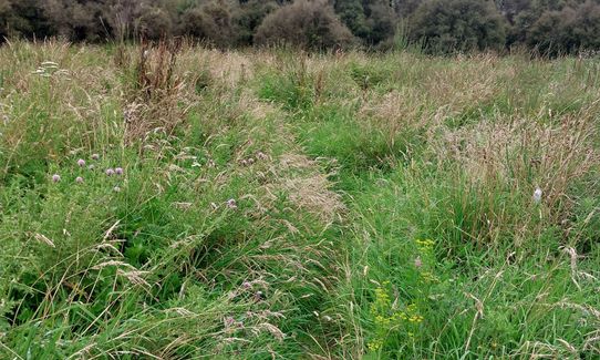 Peel Forest Rounds, Canterbury