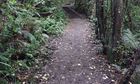 Peel Forest Rounds, Canterbury