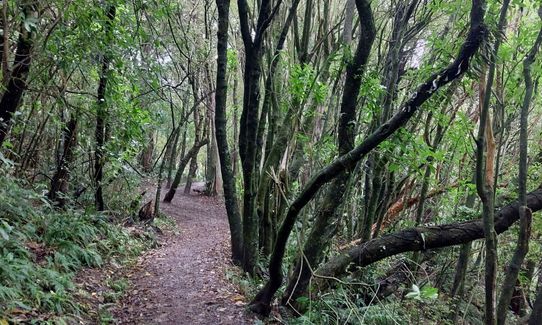 Peel Forest Rounds, Canterbury