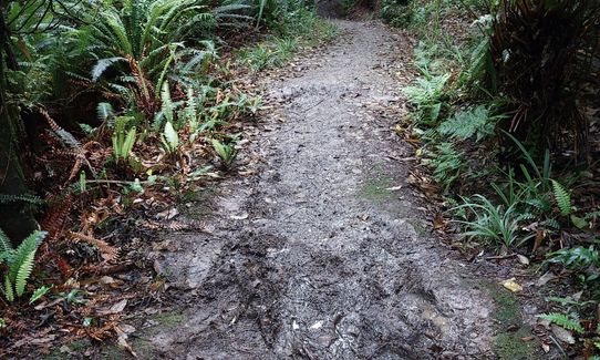 Peel Forest Rounds, Canterbury