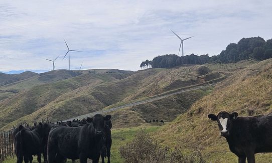 Pipiwharauroa Trail, Waikato