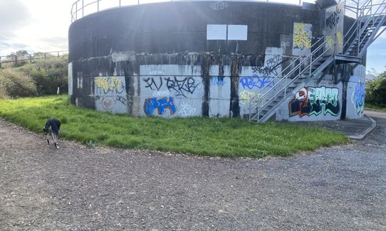 Piwakawaka Track, Wellington