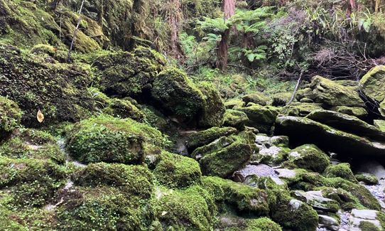 Porarari to Cave Creek, West Coast