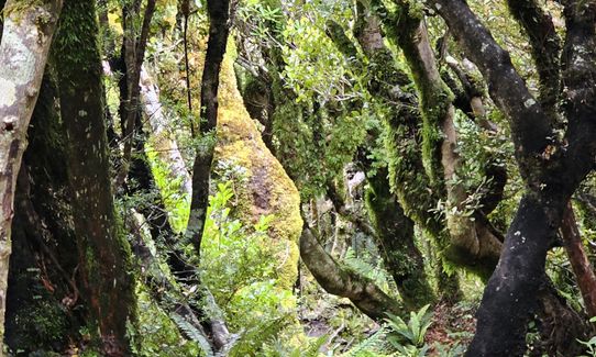 Pouakai Circuit, Taranaki