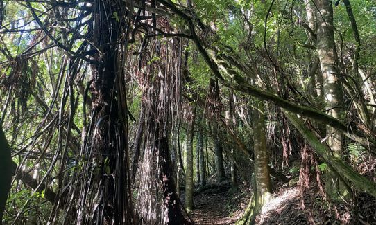 Pukawa - Kuratau River return, Waikato