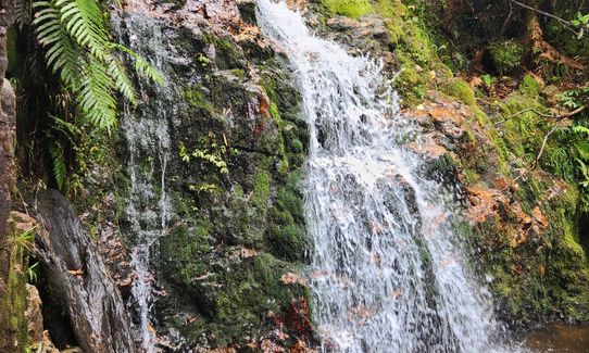 Pukekōhatu Pack Ponies, Waikato