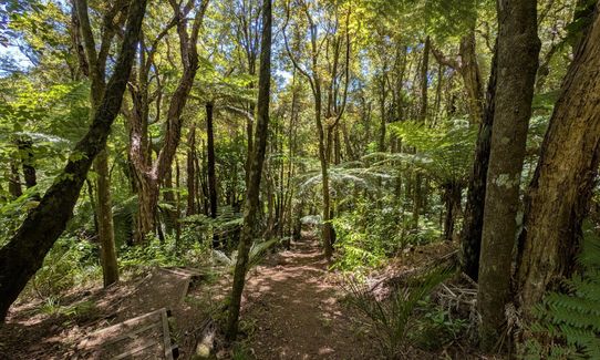 Raglan Whāingaroa Beach and Bush, Waikato