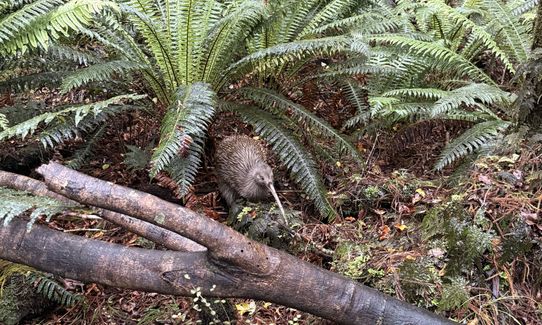 Rakiura Track, Southland