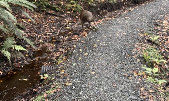Rakiura Track, Southland