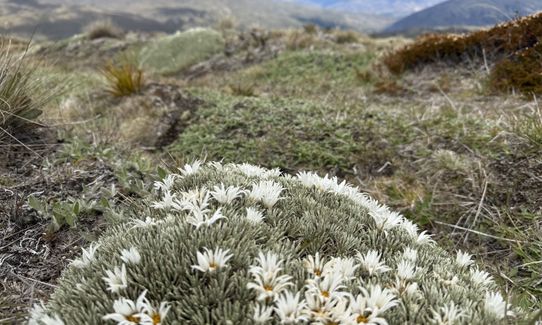 Rock Peak Track, Otago