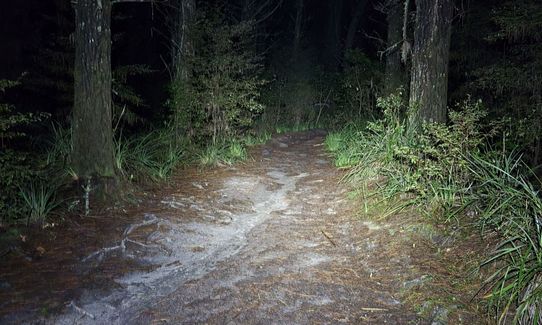 Run Forest Run!, Auckland