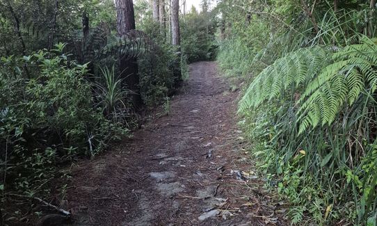 Run Forest Run!, Auckland