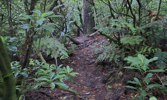 Run Forest Run!, Auckland