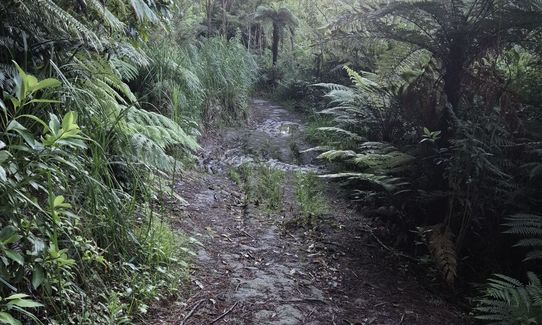 Run Forest Run!, Auckland