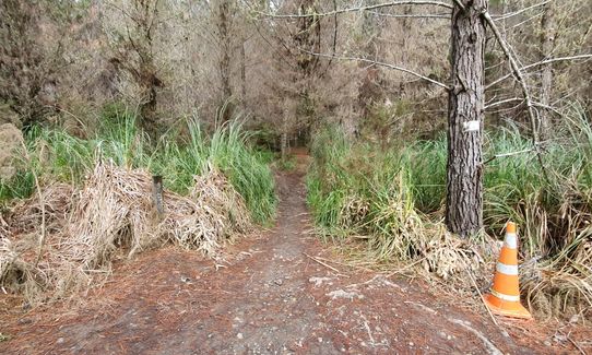 Run Forest Run!, Auckland