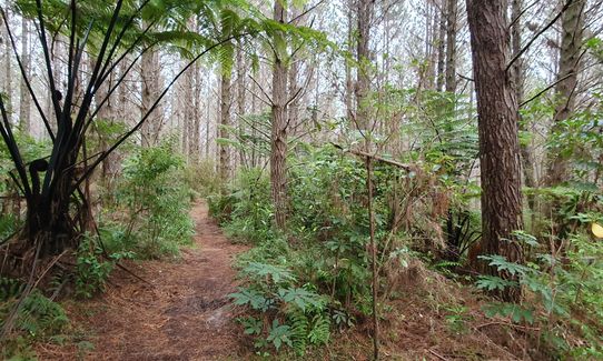 Run Forest Run!, Auckland