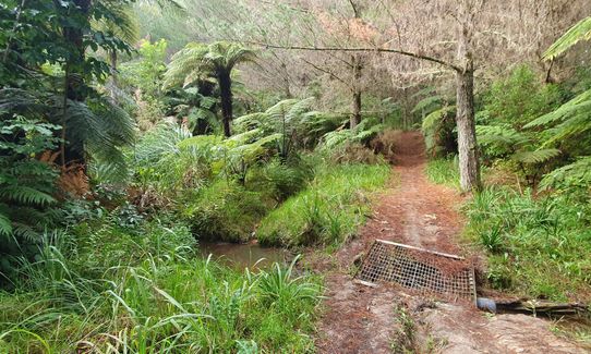 Run Forest Run!, Auckland