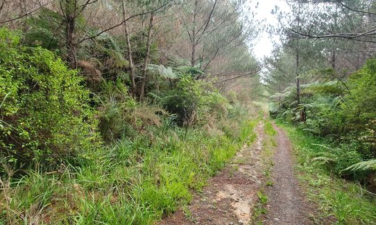 Run Forest Run!, Auckland