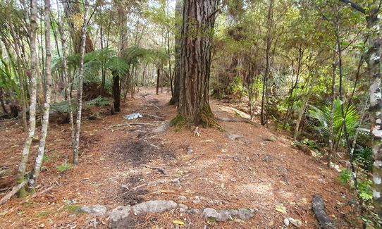 Run Forest Run!, Auckland