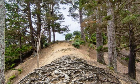 Sanders Reserve, Auckland