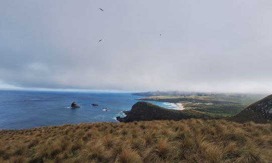 Sandymount - Sandfly Bay Loop, Otago