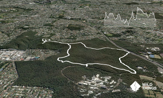Toohey trot, Queensland