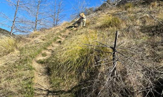 Sawpit Ridgeline, Otago