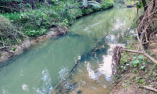 Shepherds of Eskdale, Auckland