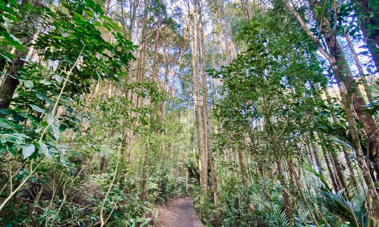 Shepherds of Eskdale, Auckland