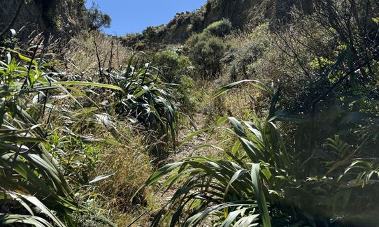 Spooky Gully and the Rocky Shore, Wellington
