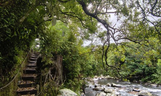 Stratford River Trail, Taranaki