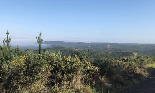 Strip Trig to Barlow, Auckland