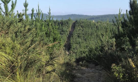 Strip Trig to Barlow, Auckland