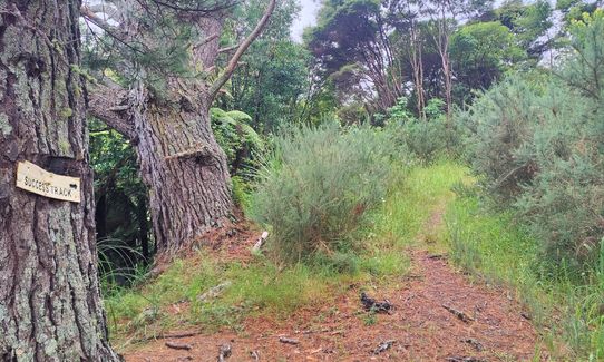 Success Track to Kaipawa, Waikato