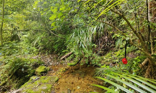 Success Track to Kaipawa, Waikato