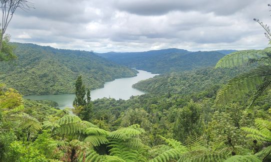 Suspension Bridge Track , Auckland