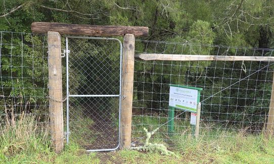 Sutherland's Puriri Bush, Manawatu - Wanganui