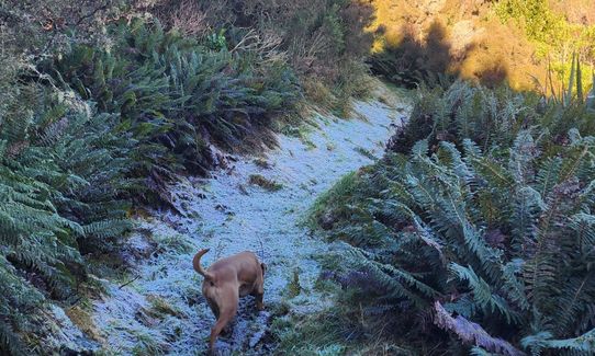 Swampy Ridge Track, Otago