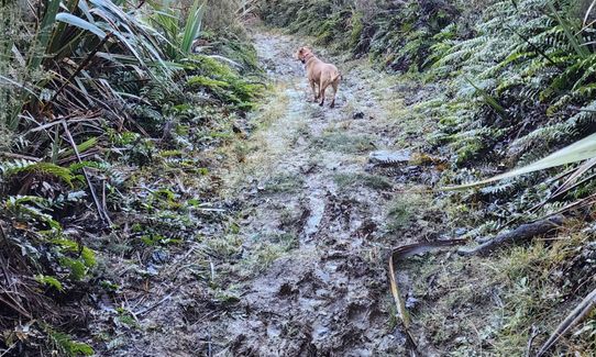 Swampy Ridge Track, Otago