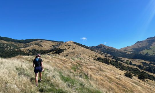 Tūpari - Packhorse - Kaituna Loop, Canterbury