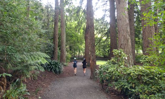 Taitua Arboretum via Till’s Lookout, Waikato