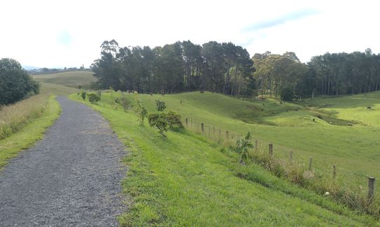 Taitua Arboretum via Till’s Lookout, Waikato